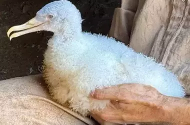 Descubrimiento singular en Cartagena: El primer pollo de pardela cenicienta albina en el litoral español
