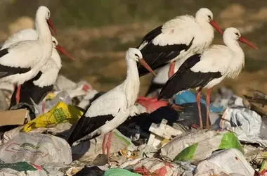 Aves Migratorias Adaptan sus Rutas Invernales en Europa Occidental