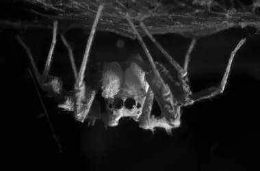 Descubren el Sueño REM en Arañas Saltarinas: Un Avance en la Ciencia del Descanso