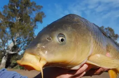 La invasión silenciosa: la carpa común transforma los ríos australianos