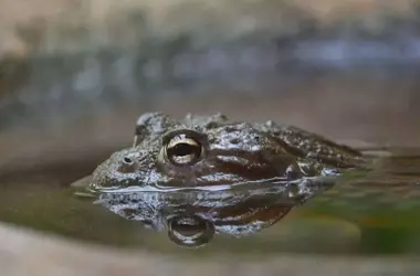 Descubrimiento de "Gerrothorax maritimus": El Primer Anfibio Completamente Marino con Armadura y Branquias