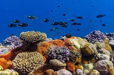 Inversión Millonaria en la Protección Oceánica del Pacífico