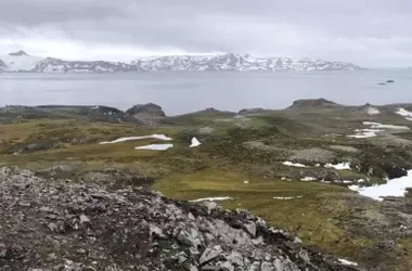 La vegetación antártica en riesgo: solo un 21.4% protegida, urgen 92 zonas prioritarias