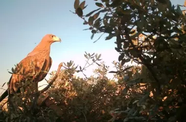 Revierta, el águila imperial con GPS, recupera la libertad y recibe apoyo alimenticio
