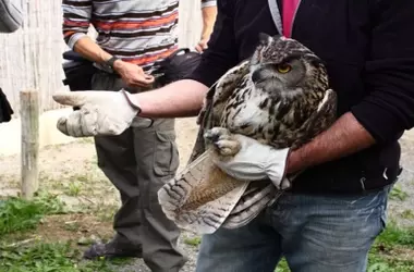 Mejora de la Coordinación en Centros de Recuperación de Fauna: Una Necesidad para la Biodiversidad y la Salud