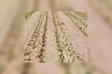 Estiércol de Vaca como Alternativa al Plástico Agrícola: Un Análisis de su Rendimiento y Impacto Ambiental