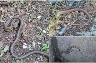 Descubrimiento Inesperado: Tres Nuevas Especies de Reptiles en el Parque Natural de Učka