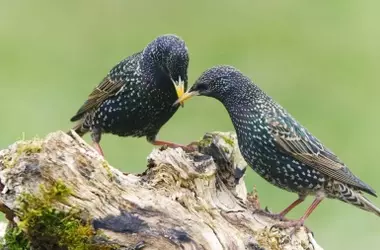 Nuevos hallazgos sobre la comunicación de hambre en polluelos: Menos precisión de la esperada