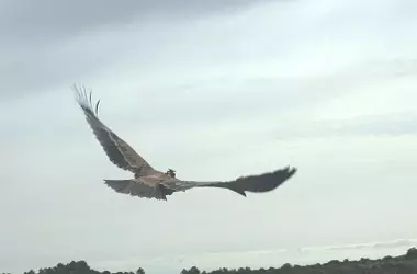El Águila Imperial Ibérica Regresa Triunfalmente a Almería: Una Historia de Éxito en Conservación