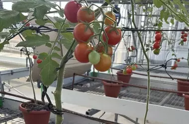 Innovador sustrato de posidonia impulsa el sabor de los tomates y la sostenibilidad agrícola
