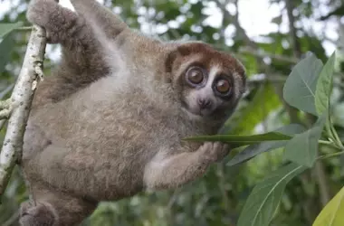 El Redescubrimiento del Lóris Perezoso de Bangka: Un Primate Venenoso Rescatado de la Extinción Científica