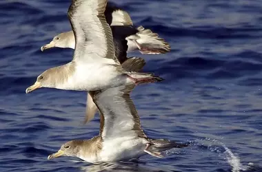 Aves Marinas: Desincronización Biológica en Viajes Transoceánicos