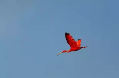 El Ibis Escarlata en Peligro: Amenazas y Esfuerzos de Conservación en Trinidad y Tobago