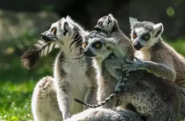 Día Mundial del Lémur 2026: Un Llamamiento Urgente para la Protección de los Bosques de Madagascar