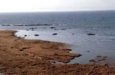 Alerta en el Mar Balear: Un Foco Crítico de Especies Marinas Invasoras