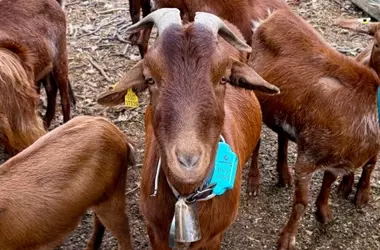 Digitanimal: Innovación Tecnológica para la Trashumancia de Cabras Guisandesas