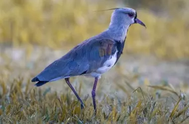Concurso de FIO: Capturando la Belleza Alada y el Arte de la Naturaleza