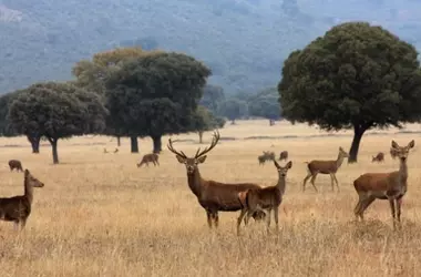 Concurso fotográfico de GREFA recauda fondos para la vida silvestre y revela a los ganadores