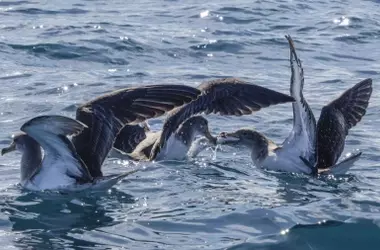 Aves Marinas y el Fenómeno del 'Jet Lag Solar': Impacto en la Orientación y Navegación