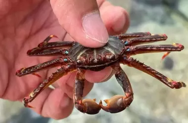 Aumento Alarmante del Cangrejo Araña Invasor en el Mediterráneo: Una Amenaza Ecológica