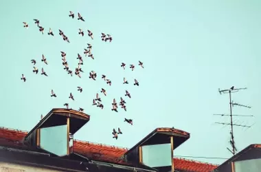 SEO/BirdLife Demanda la Protección de Nidos en Obras para Resguardar la Biodiversidad Urbana