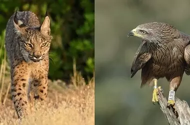 La metamorfosis depredadora del lince ibérico en Doñana ante la escasez de conejos
