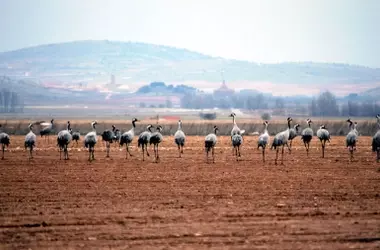 Guía Definitiva para el Avistamiento de Grullas en España: Dónde y Cuándo Disfrutar de su Espectacular Migración