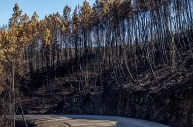 Reforesta: Combatiendo la Desinformación sobre Incendios Forestales con Evidencia Científica