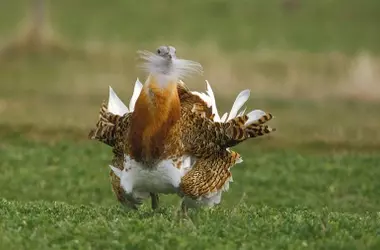 Impacto de las Plantas Solares en Sevilla sobre Aves Esteparias Amenazadas