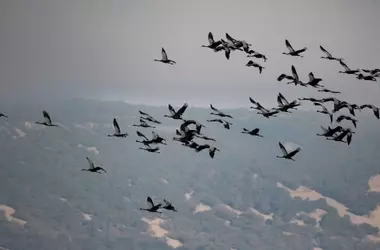 Espa￱a presencia una migraci￳n masiva de grullas: más de 18.000 aves en una semana